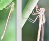 Sympecma fusca